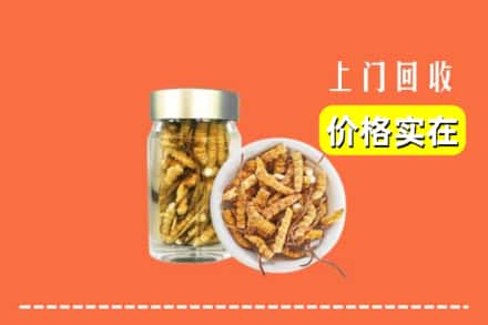 鲤城区回收散虫草
